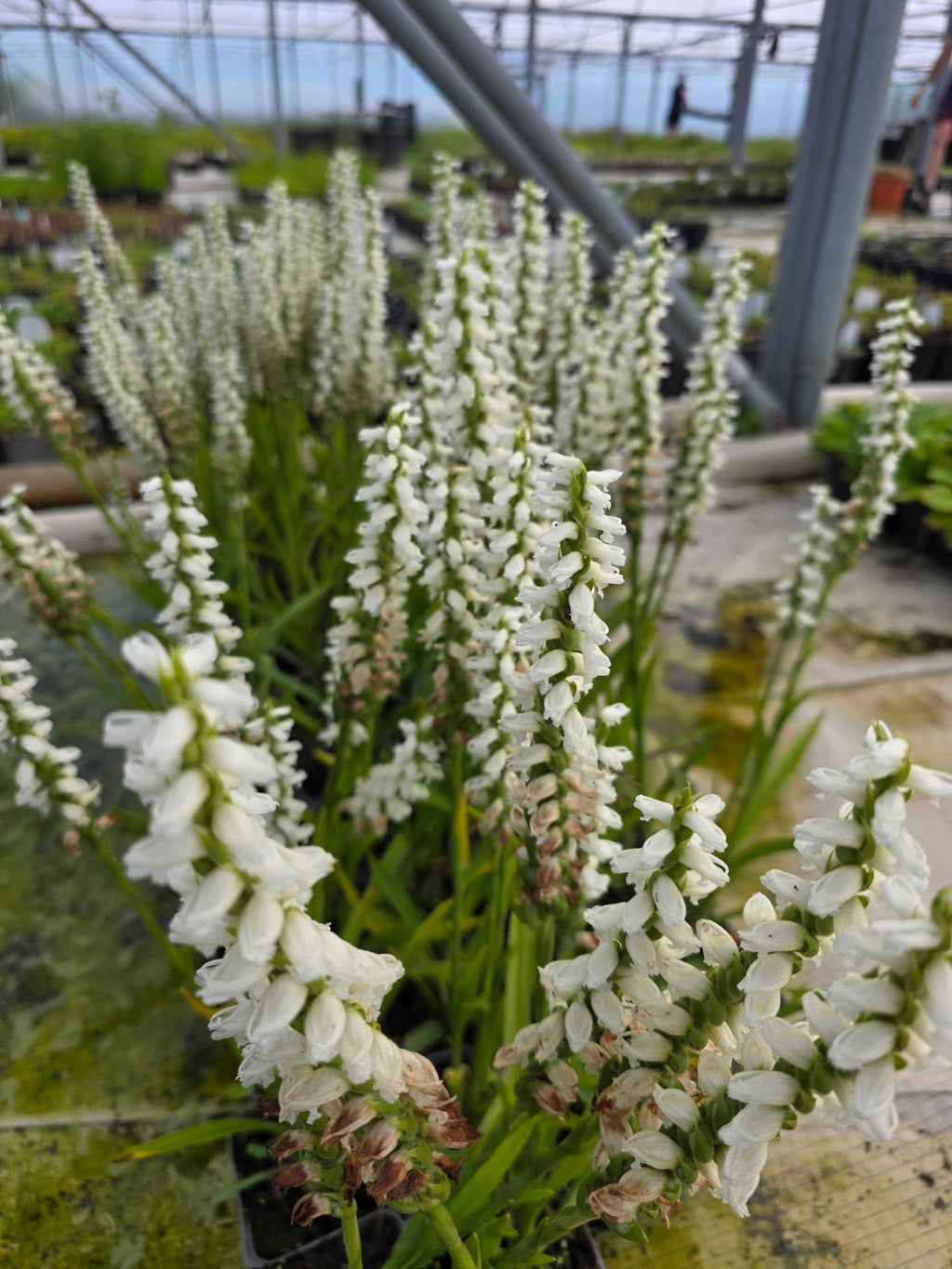 Spiranthes 'Chadd's Ford'