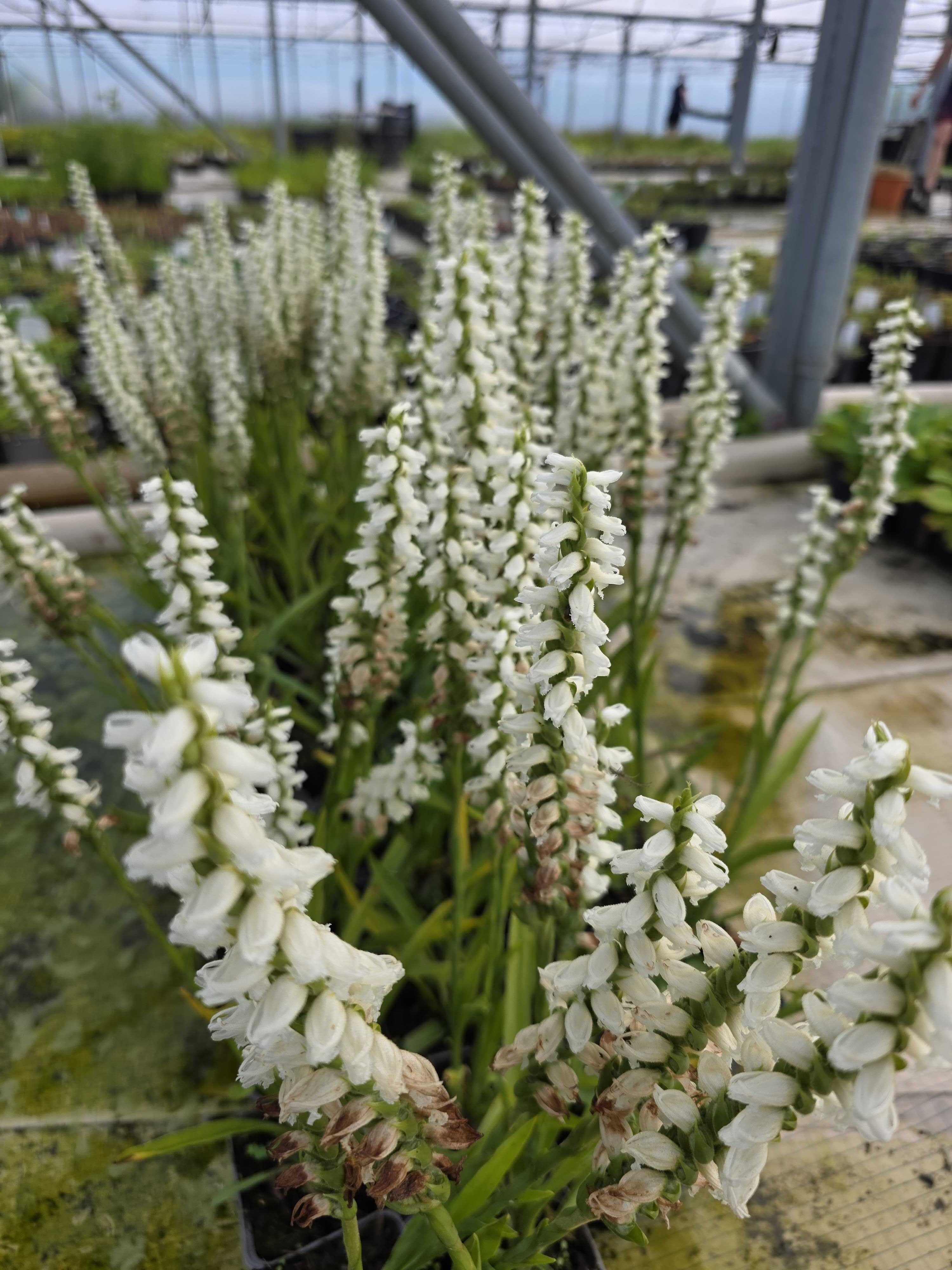 Spiranthes 'Chadd's Ford'