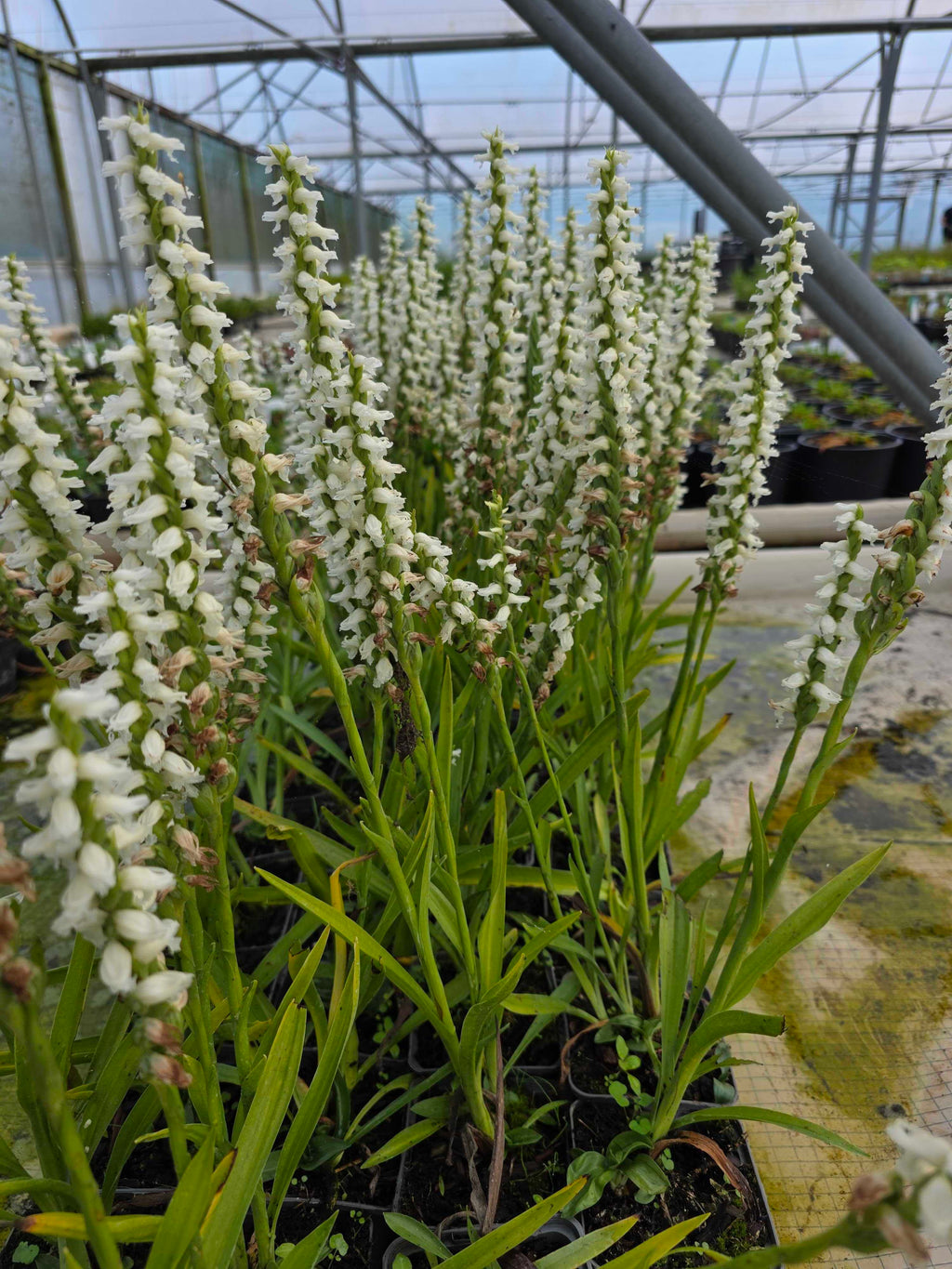 Spiranthes 'Chadd's Ford'