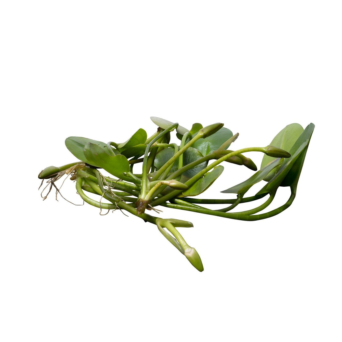Hydrocleys nymphoides