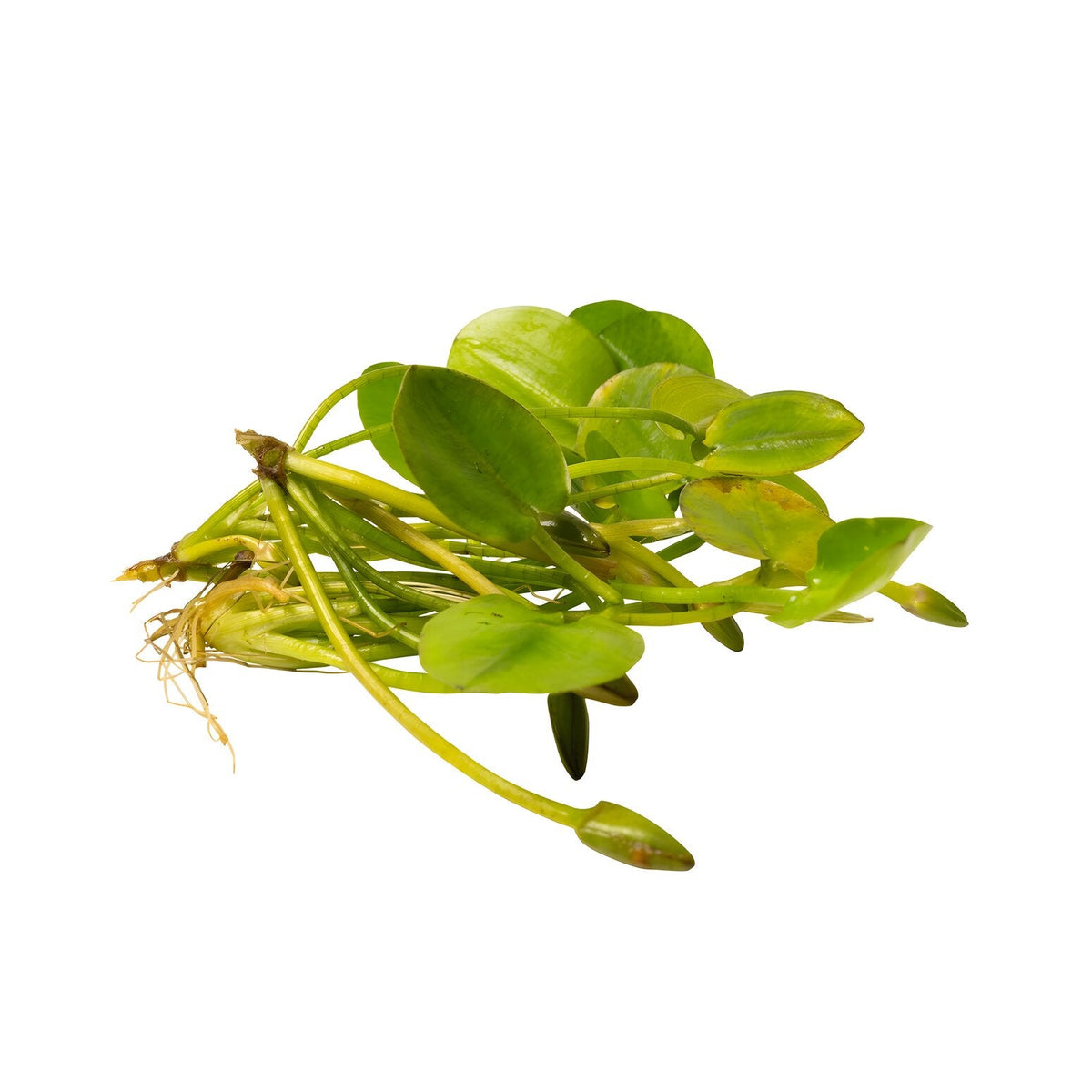 Hydrocleys nymphoides
