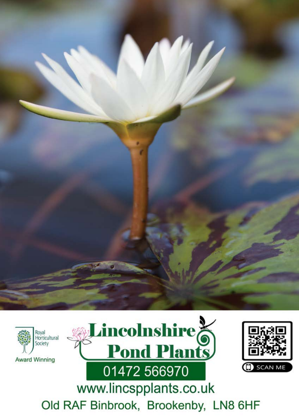 Lincolnshire Pond Plant - Catalogue - Pond and Bog Plant Needs - Fish or Wildlife Pond and bog Aquatic Plants