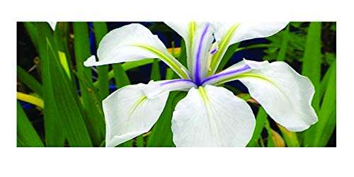 Iris laevigata 'Snowdrift'