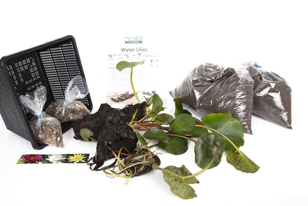 Nymphaea 'Perry's Almost Black'