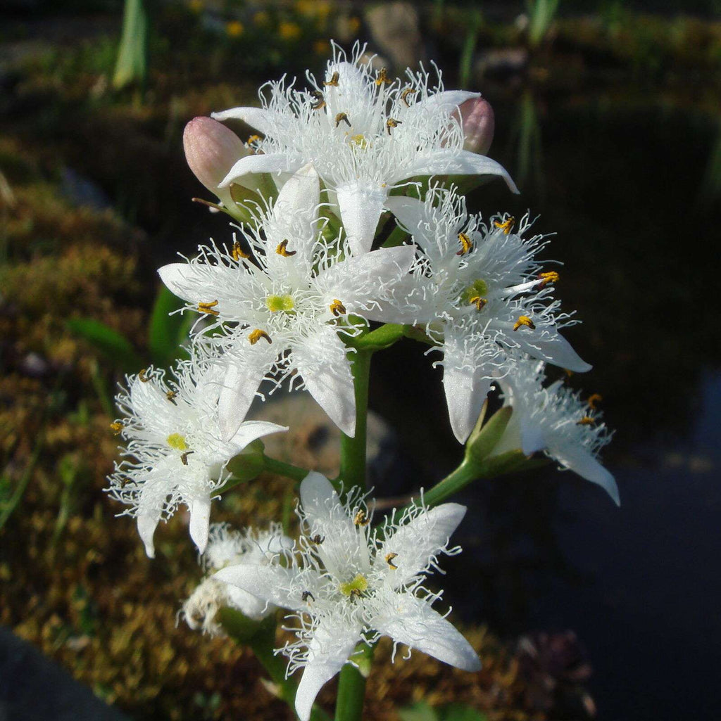 Menyanthes trifoliata