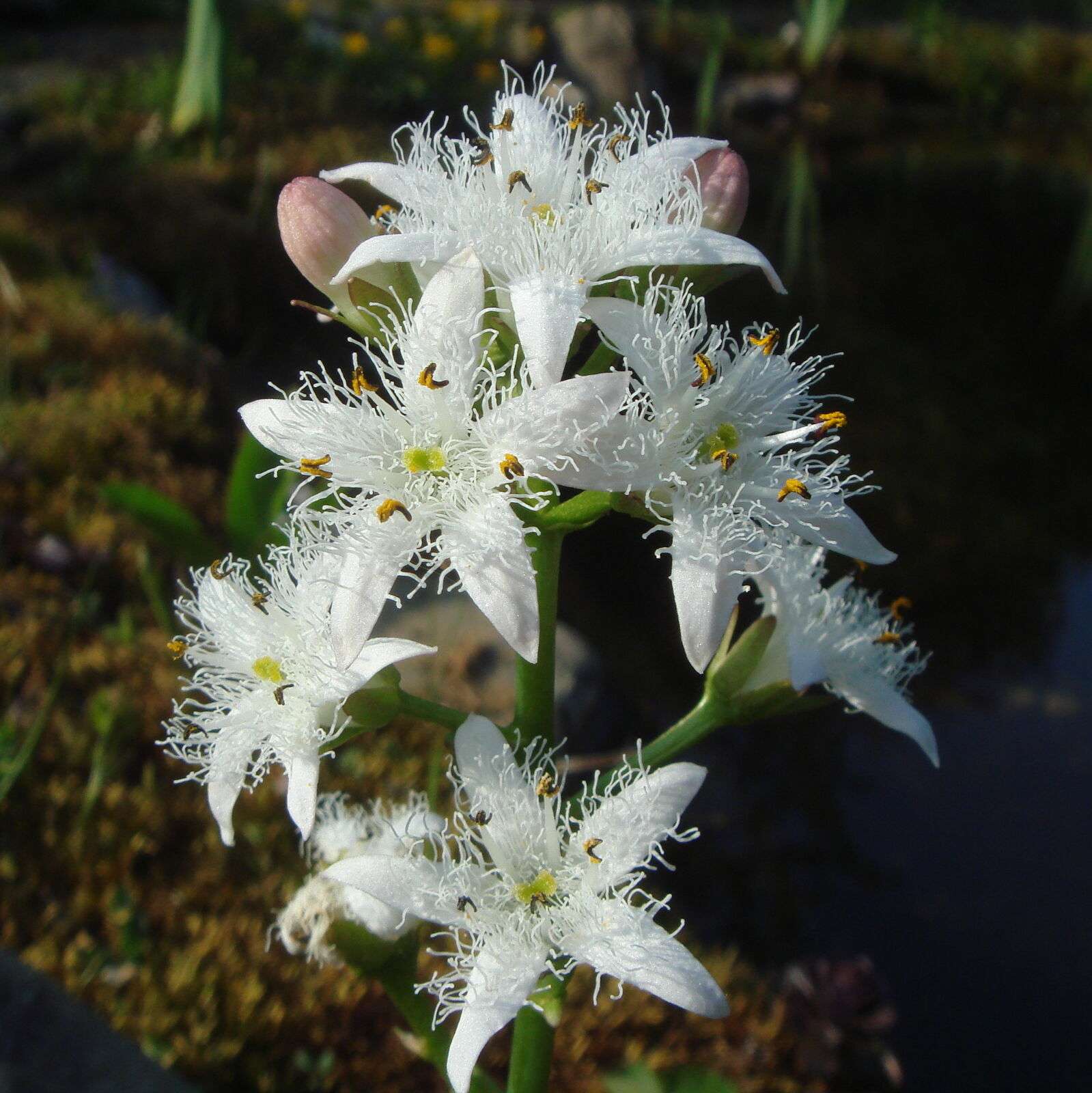 Menyanthes trifoliata