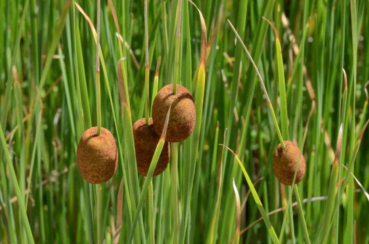 Typha minima