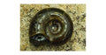 Planorbis Corneus (Ramshorn Snail) - (1 - 10)