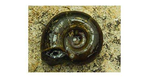 Planorbis Corneus (Ramshorn Snail) - (1 - 10)