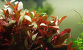 Ludwigia Glandulosa - OX013