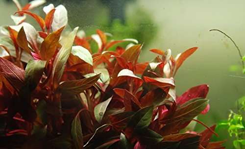 Ludwigia Glandulosa - OX013