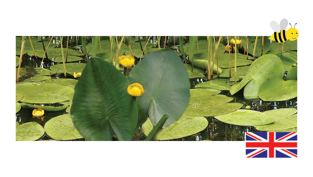 Nupar Lutea