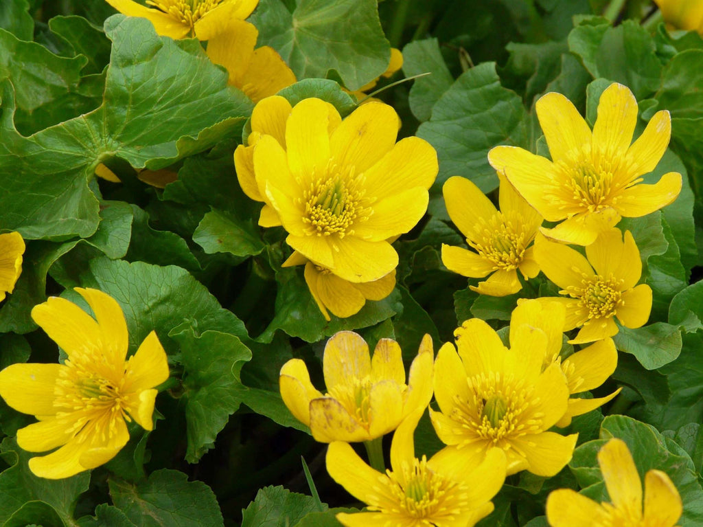 Caltha palustris polypetala