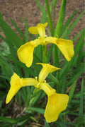 Iris pseudata 'Kimboshi'
