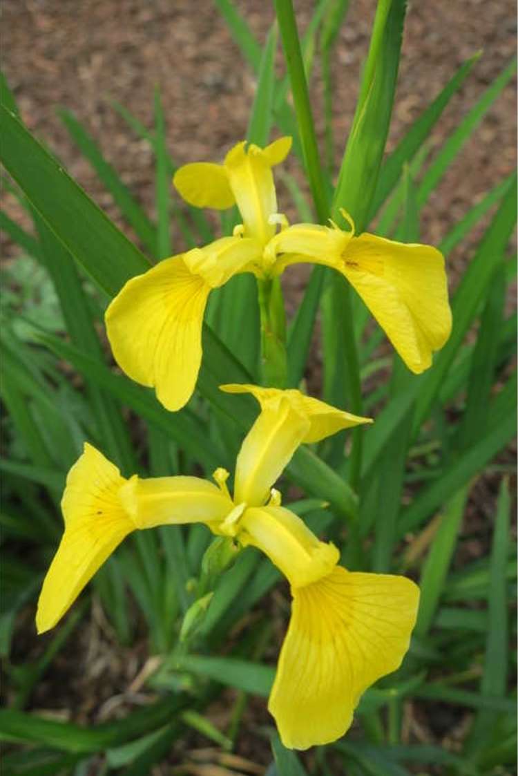Iris pseudata 'Kimboshi'