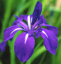 Iris laevigata 'Royal Cartwheel'