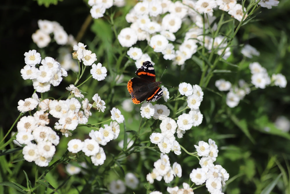 Achillea ptarmica 'The Pearl'
