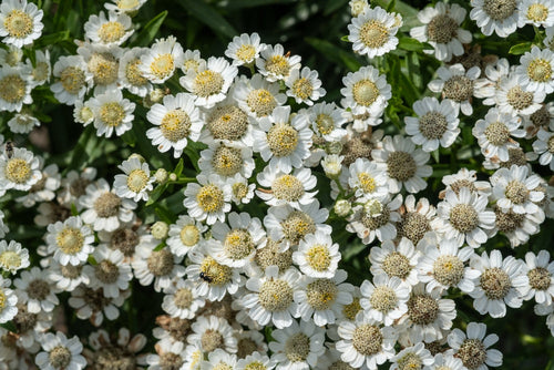 Achillea ptarmica 'The Pearl'