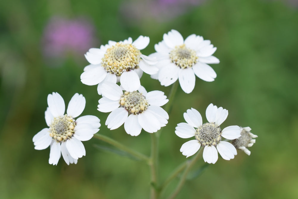 Achillea ptarmica 'The Pearl'