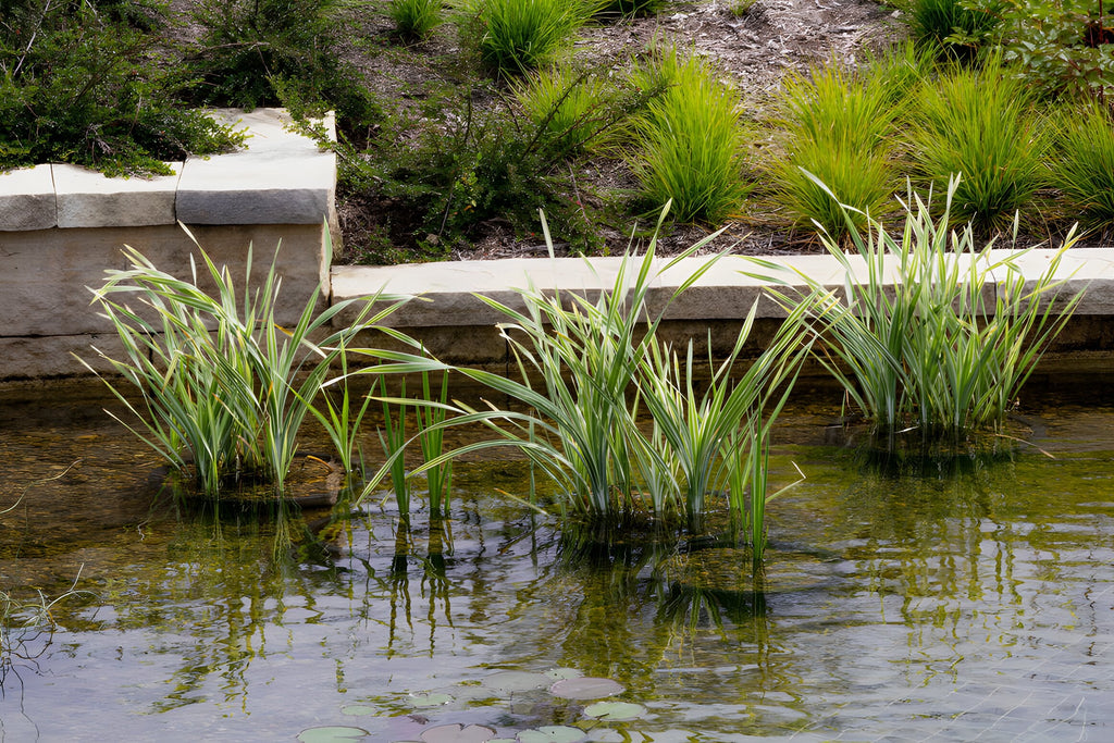 Acorus calamus variegatus