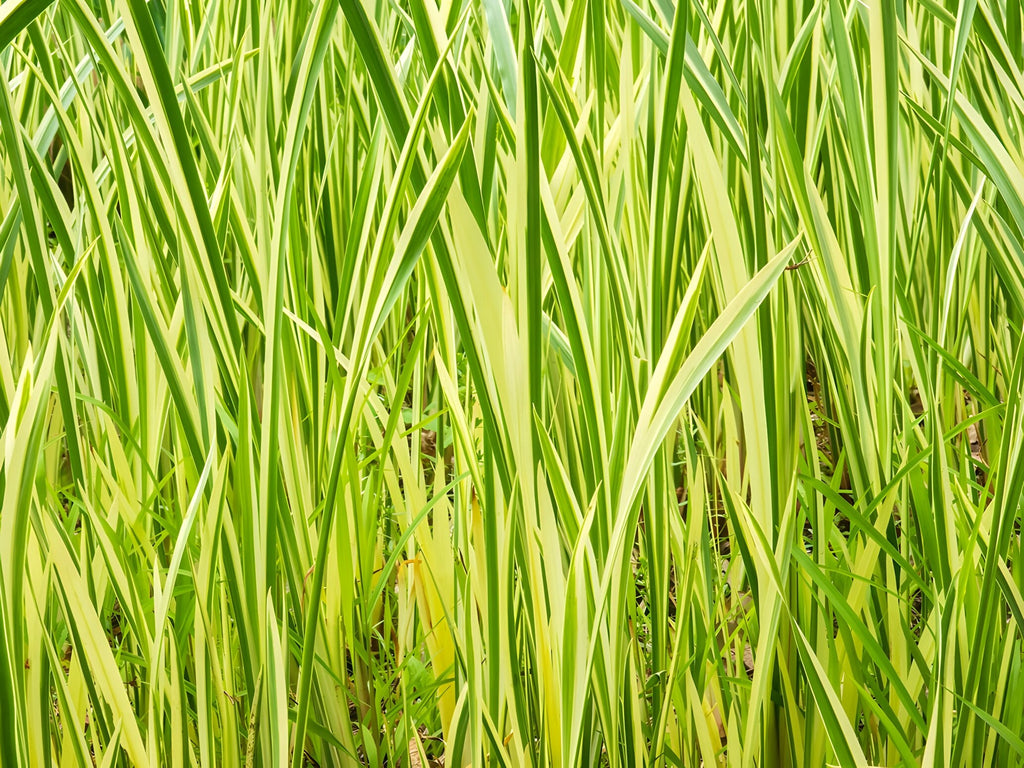 Acorus calamus variegatus