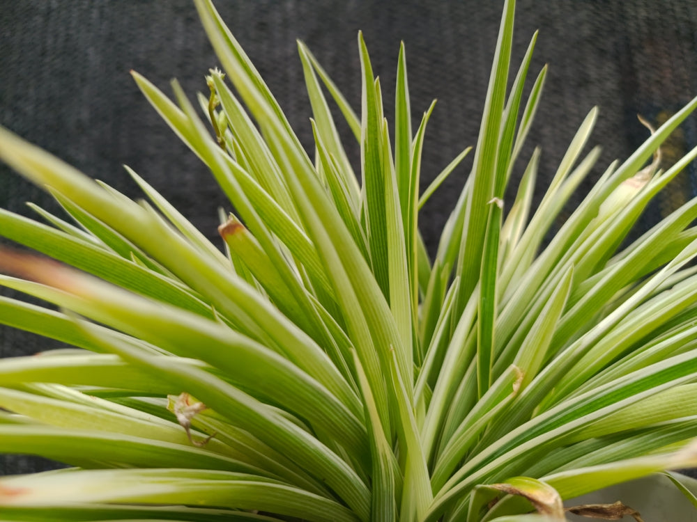 Acorus gramineus 'Argenteostriatus'