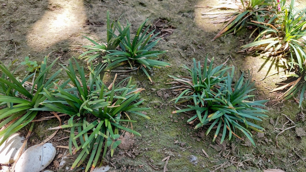 Acorus gramineus 'Argenteostriatus'