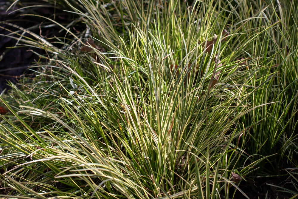Acorus gramineus 'Argenteostriatus'