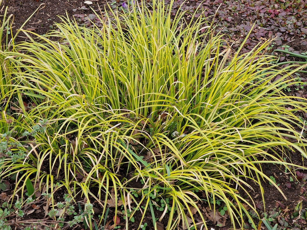 Acorus gramineus 'Ogon'