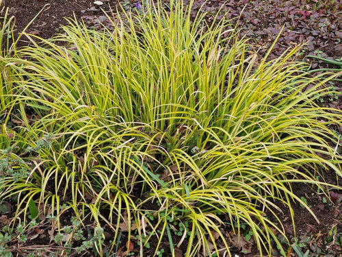Acorus gramineus 'Ogon'