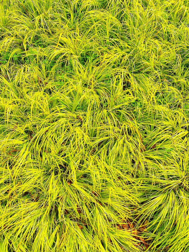 Acorus gramineus 'Ogon'