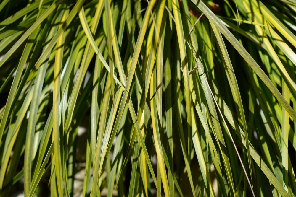 Acorus gramineus 'Ogon'