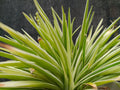 Acorus gramineus 'Pusillus'
