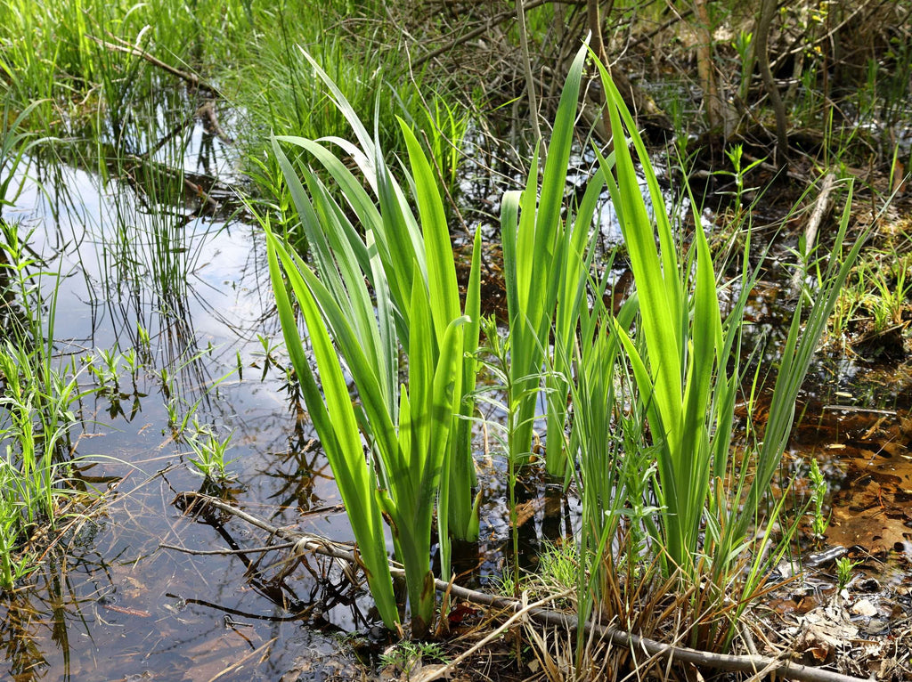 Acorus calamus