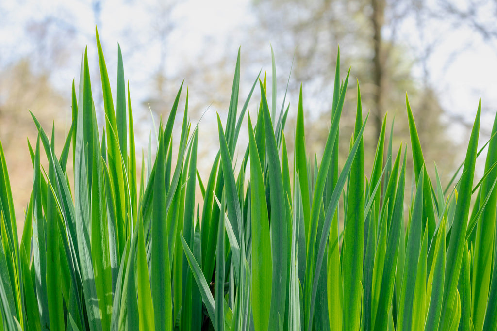 Acorus calamus