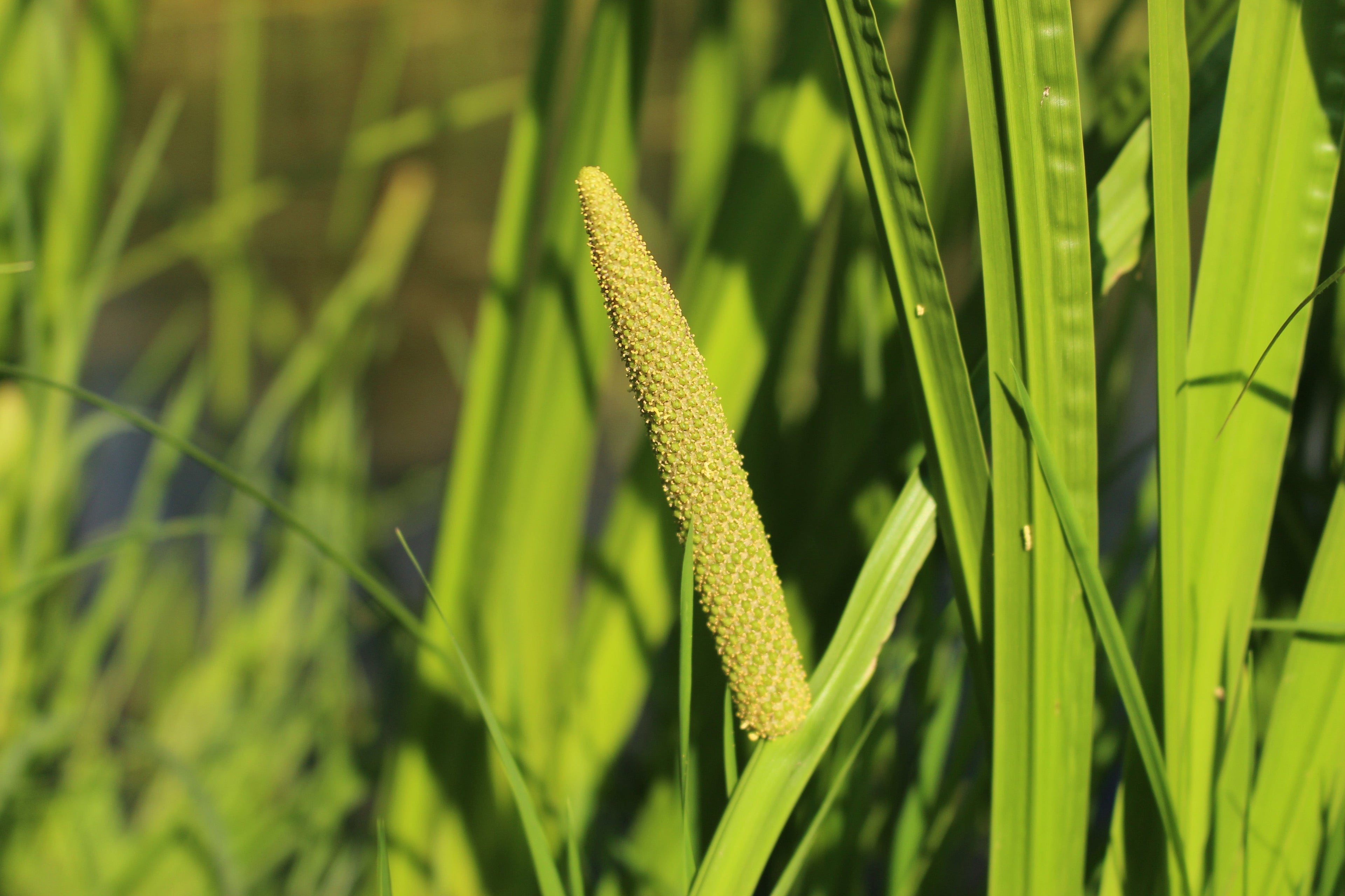 Acorus calamus