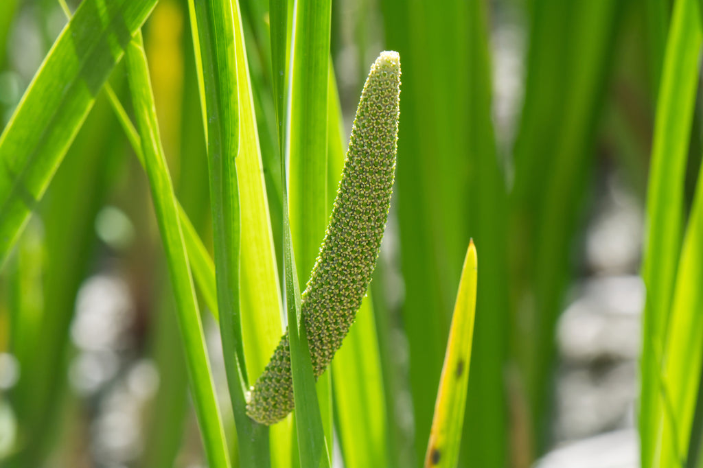 Acorus calamus
