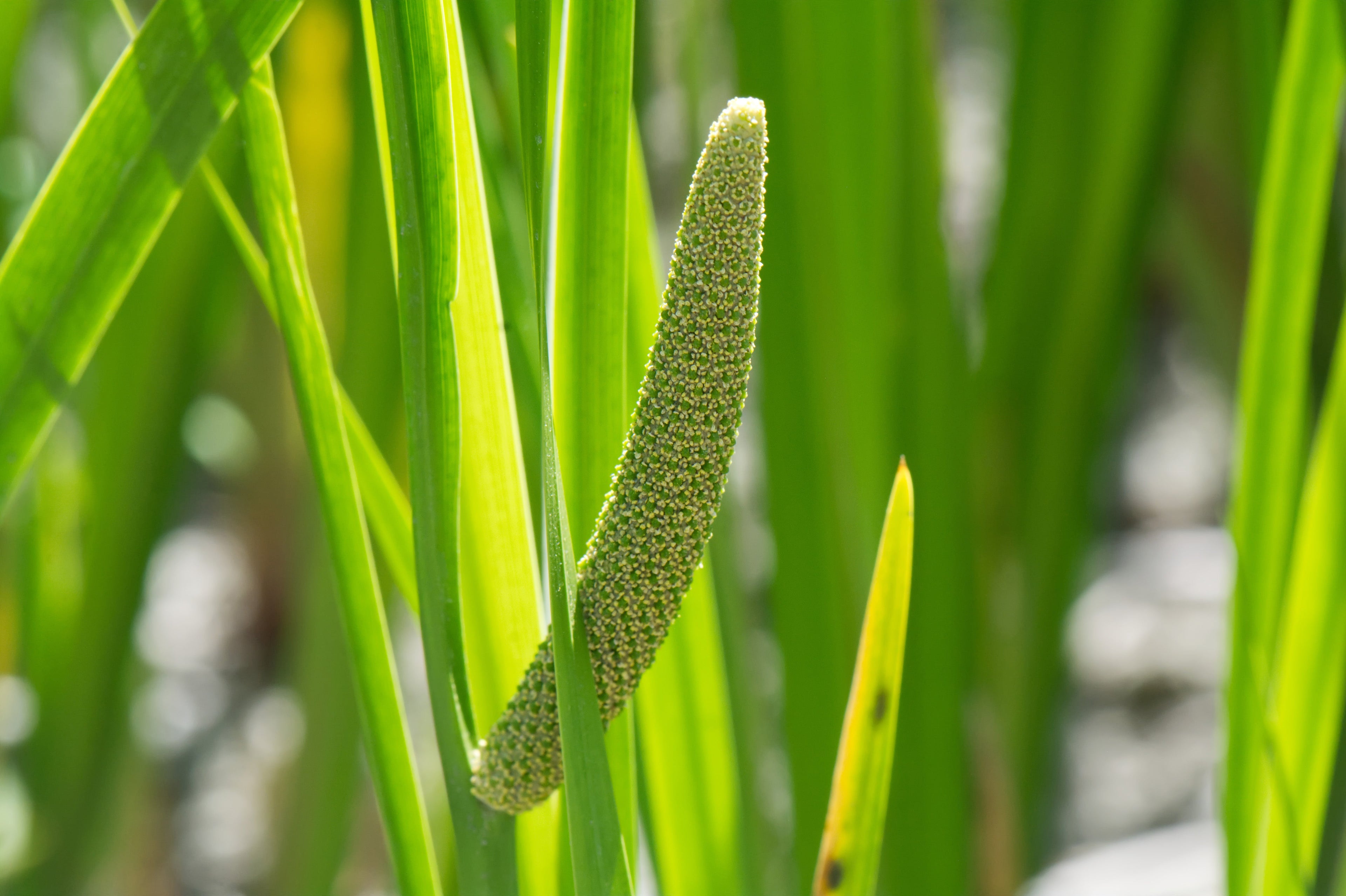 Acorus calamus