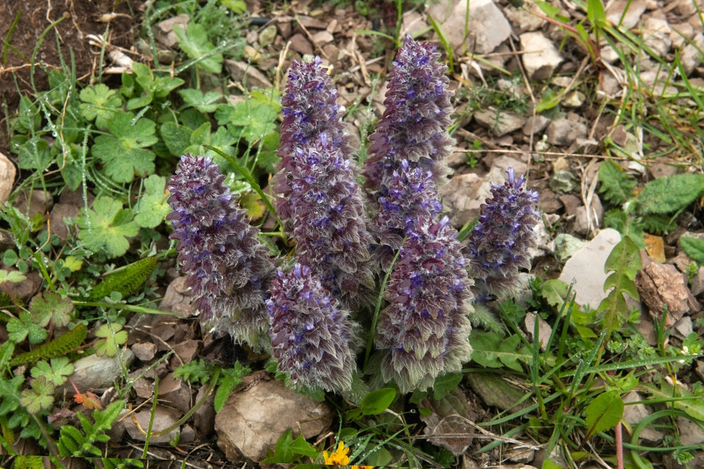 Ajuga pyramidalis 'Metallica Crispa'