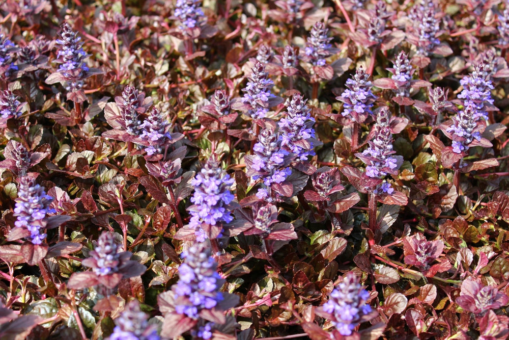 Ajuga reptans 'Braunherz'