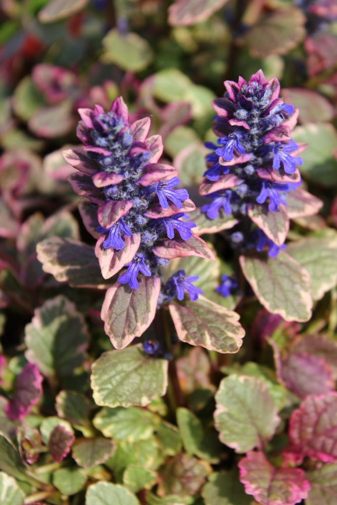 Ajuga reptans 'Burgundy Glow'