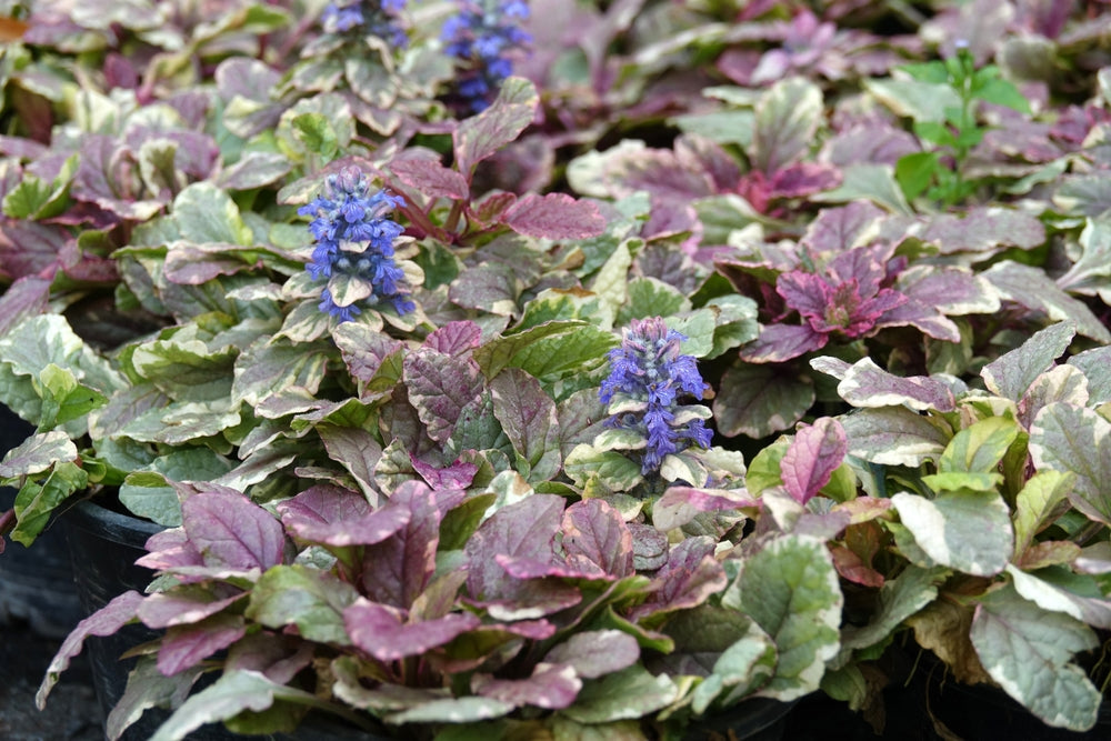 Ajuga reptans 'Burgundy Glow'
