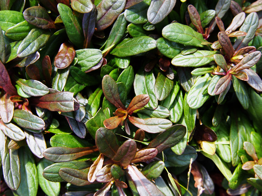Ajuga reptans 'Chocolate'