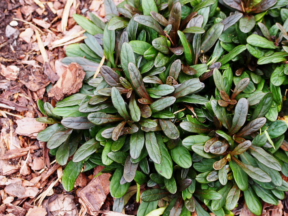 Ajuga reptans 'Chocolate'