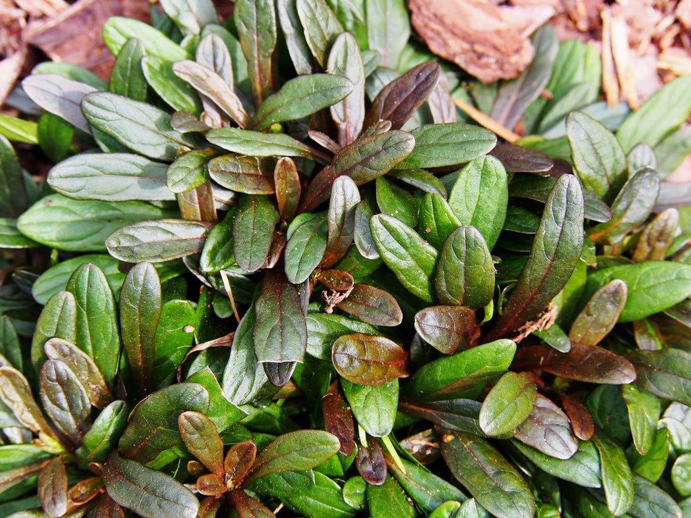 Ajuga reptans 'Chocolate'