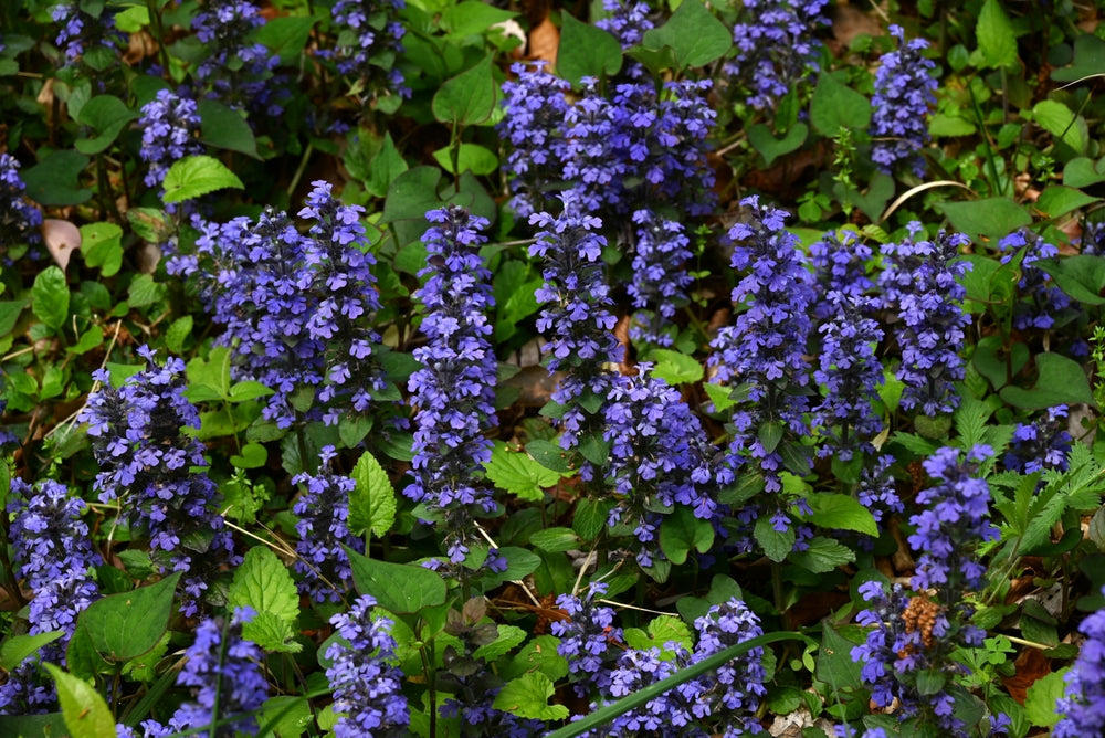 Ajuga reptans 'Common'