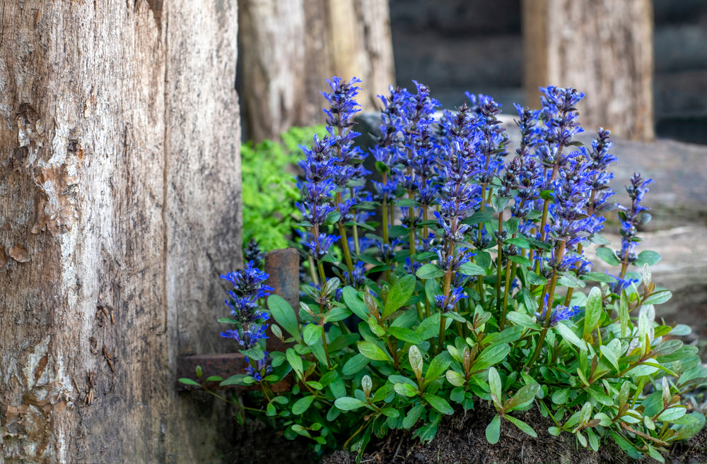 Ajuga reptans 'Common'