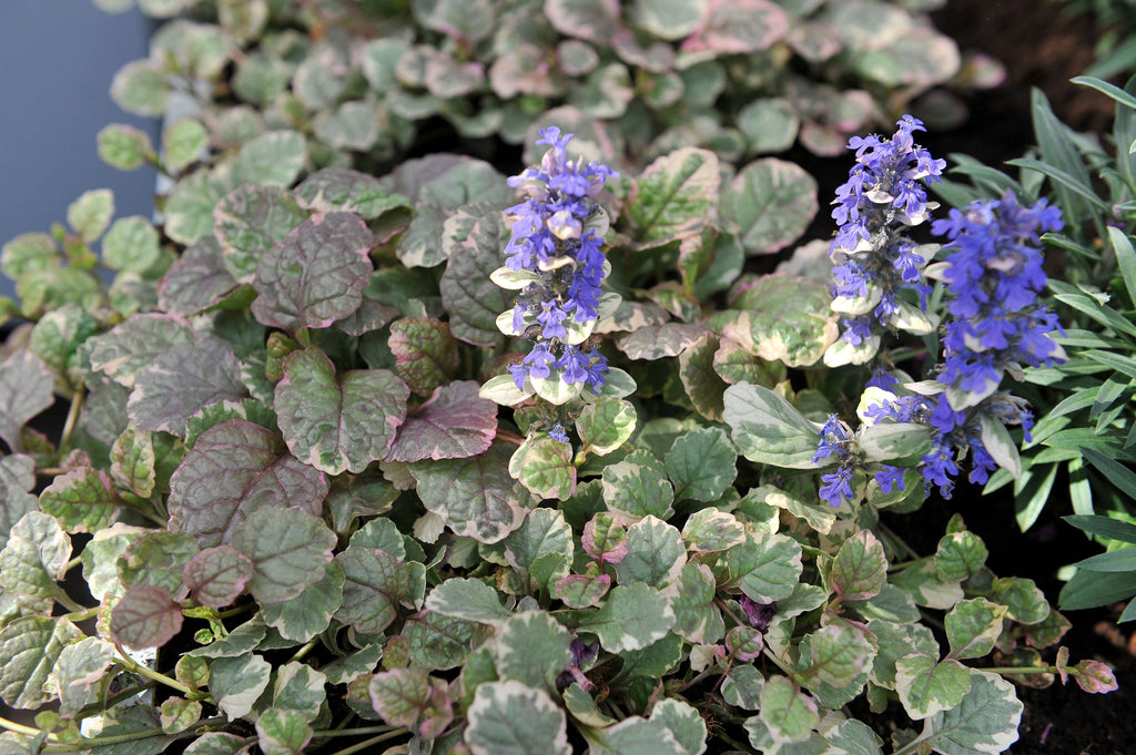 Ajuga reptans variegata