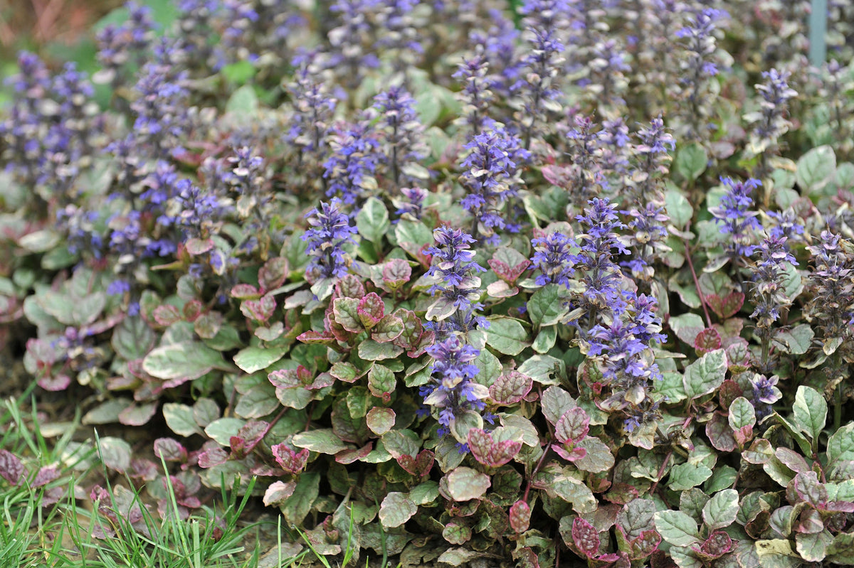 Ajuga reptans variegata