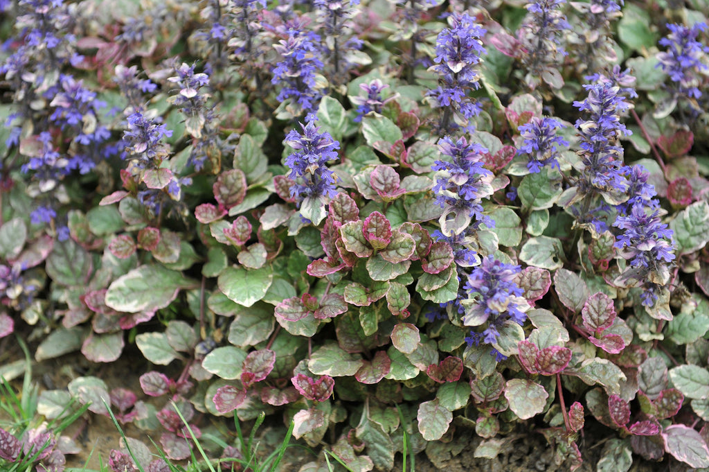 Ajuga reptans variegata